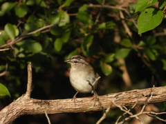 Arremonops rufivirgatus
