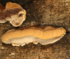 Gloeophyllum odoratum