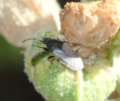 Oxycarenus hyalinipennis