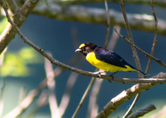 Euphonia affinis
