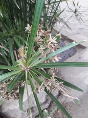 Cyperus alternifolius