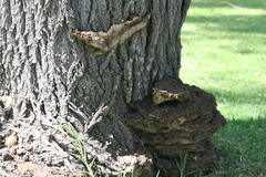 Inonotus hispidus