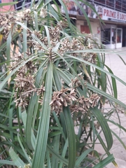 Cyperus alternifolius