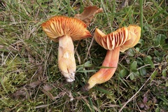 Hygrocybe splendidissima