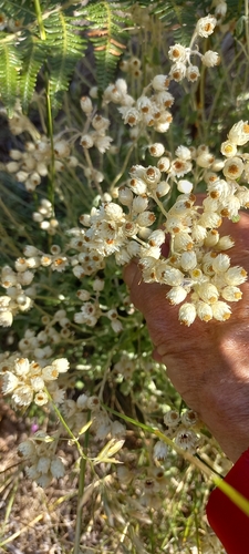 Image of Helichrysum pandurifolium by (c) Adele SL, some rights reserved (CC BY)
