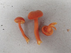 Hygrocybe calciphila
