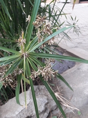 Cyperus alternifolius