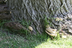Inonotus hispidus