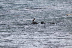 Leucocarbo magellanicus