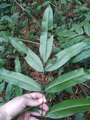 Polypodiopsida