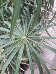 Cyperus alternifolius
