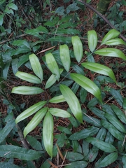 Polypodiopsida