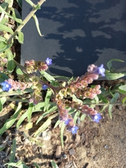 Anchusa capensis