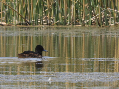 Heteronetta atricapilla