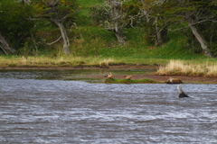 Lophonetta specularioides