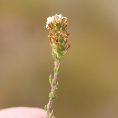 Scrophulariaceae