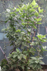 Ficus hispida