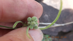 Raphionacme galpinii