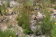 Restionaceae