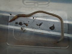 Lumbricus rubellus