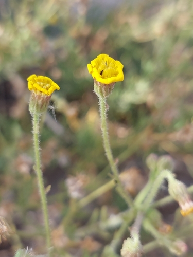 Tripteris microcarpa subsp. microcarpa image