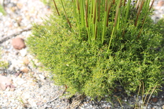 Restionaceae