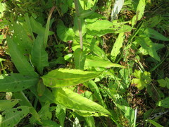 Cirsium helenioides