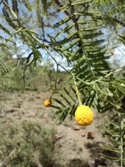 Vachellia davyi