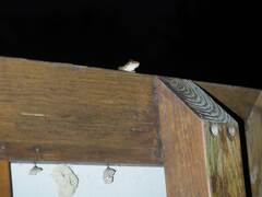 Polypedates megacephalus