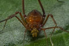 Gonyleptidae