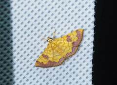 Isocentris filalis