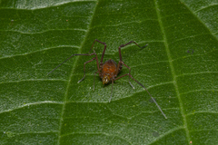Gonyleptidae