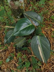 Peperomia maculosa