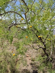 Vachellia davyi