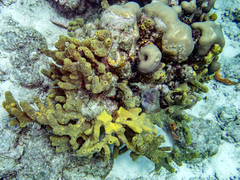 Callyspongia plicifera