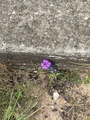 Verbena pulchella