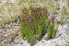 Schizaea pectinata