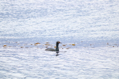 Leucocarbo magellanicus