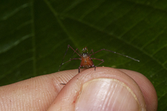 Gonyleptidae