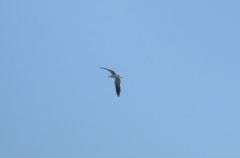 Leucophaeus atricilla