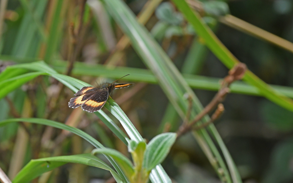 Pedaliodes phaea