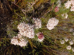 Serruria ascendens