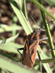 Spilostethus rivularis