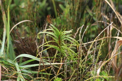 Ficinia ramosissima