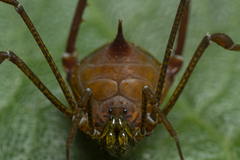 Gonyleptidae
