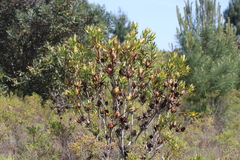 Leucadendron laureolum