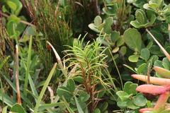 Ficinia ramosissima