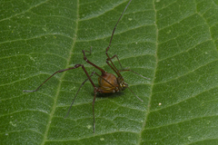 Gonyleptidae