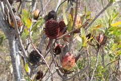 Leucadendron laureolum