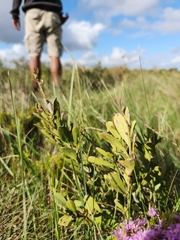 Gymnosporia elliptica